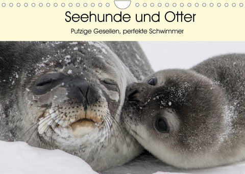 Seehunde und Otter. Putzige Gesellen, perfekte Schwimmer (Wandkalender 2022 DIN A4 quer)