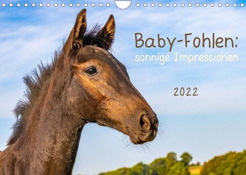 Baby-Fohlen: sonnige Impressionen (Wandkalender 2022 DIN A4 quer)