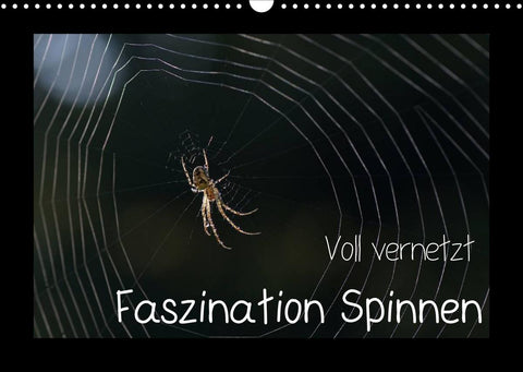 Voll vernetzt - Faszination Spinnen (Wandkalender 2022 DIN A3 quer)