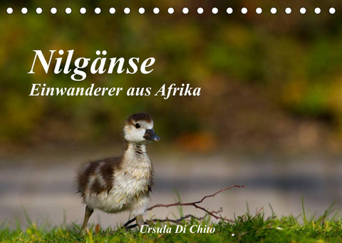 Nilgänse - Einwanderer aus Afrika (Tischkalender 2022 DIN A5 quer)
