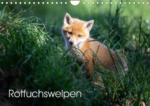 Rotfuchswelpen (Wandkalender 2022 DIN A4 quer)