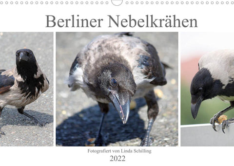 Berliner Nebelkrähen (Wandkalender 2022 DIN A3 quer)
