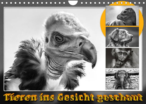 Tieren ins Gesicht geschaut (Wandkalender 2022 DIN A4 quer)