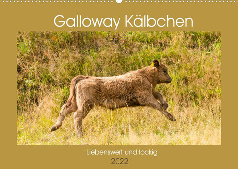 Galloway Kälbchen - Liebenswert und lockig (Wandkalender 2022 DIN A2 quer)