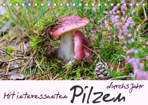 Mit interessanten Pilzen durchs Jahr (Tischkalender 2022 DIN A5 quer)
