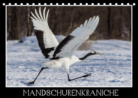 Mandschurenkraniche (Tischkalender 2022 DIN A5 quer)