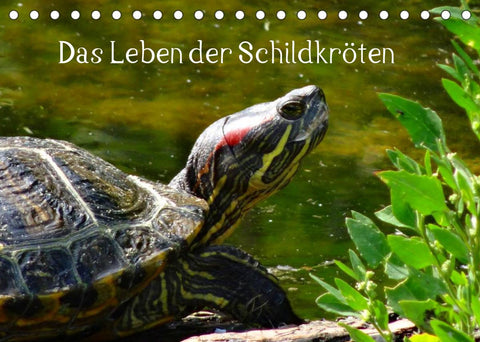 Das Leben der Schildkröten (Tischkalender 2022 DIN A5 quer)