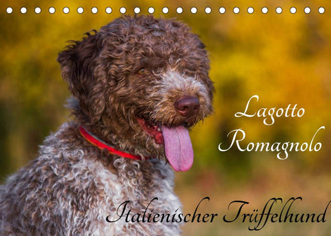 Lagotto Romagnolo - Italienischer Trüffelhund (Tischkalender 2022 DIN A5 quer)