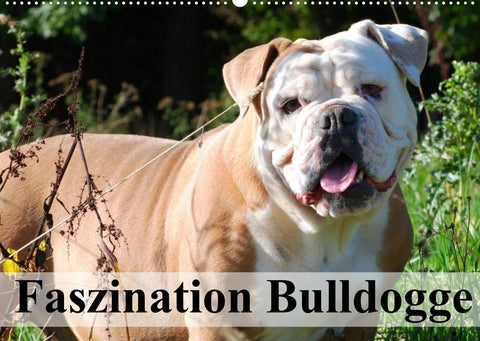 Faszination Bulldogge (Wandkalender 2022 DIN A2 quer)