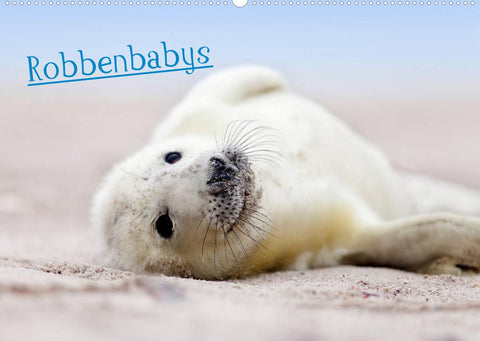 Robbenbabys (Wandkalender 2022 DIN A2 quer)
