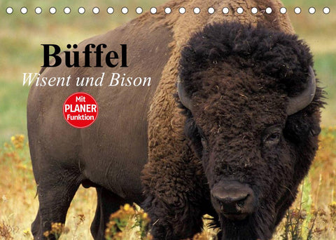 Büffel. Wisent und Bison (Tischkalender 2022 DIN A5 quer)