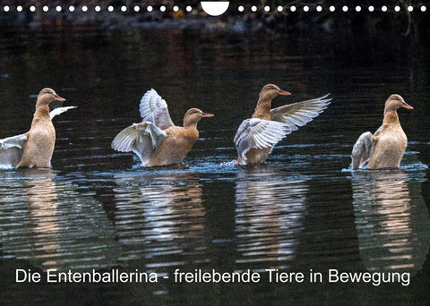 Die Entenballerina - freilebende Tiere in Bewegung (Wandkalender 2022 DIN A4 quer)