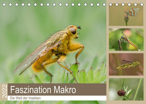 Faszination Makro - Die Welt der Insekten (Tischkalender 2022 DIN A5 quer)