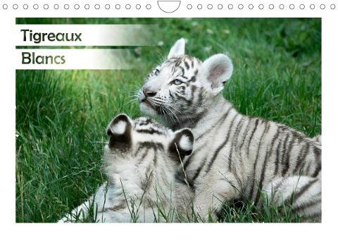 Tigreaux Blancs (Calendrier mural 2022 DIN A4 horizontal)