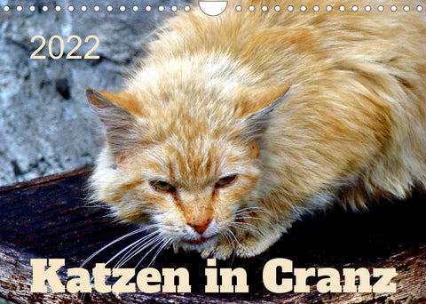 Katzen in Cranz (Wandkalender 2022 DIN A4 quer)