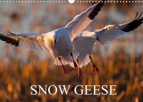SNOW GEESE (Wall Calendar 2022 DIN A3 Landscape)
