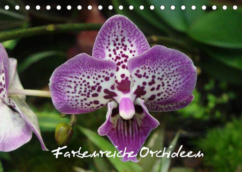 Farbenreiche Orchideen (Tischkalender 2022 DIN A5 quer)
