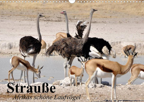 Strauße. Afrikas schöne Laufvögel (Wandkalender 2022 DIN A3 quer)