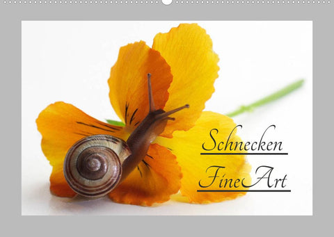 Schnecken FineArt (Wandkalender 2022 DIN A2 quer)