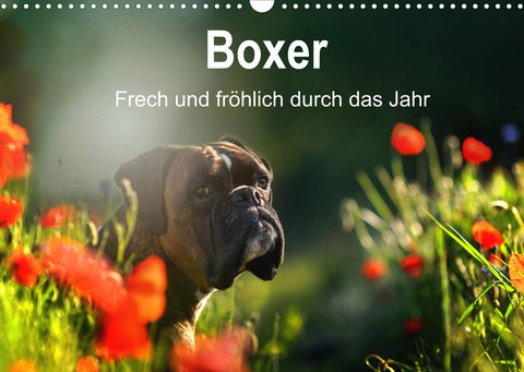 Boxer Frech und fröhlich durch das Jahr (Wandkalender 2022 DIN A3 quer)