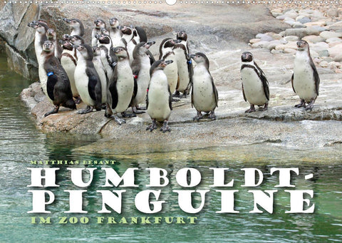HUMBOLDTPINGUINE (Wandkalender 2022 DIN A2 quer)