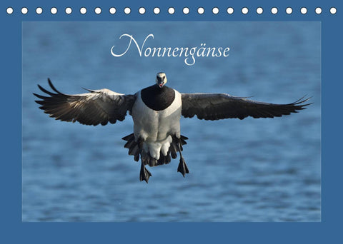 Nonnengänse (Tischkalender 2022 DIN A5 quer)