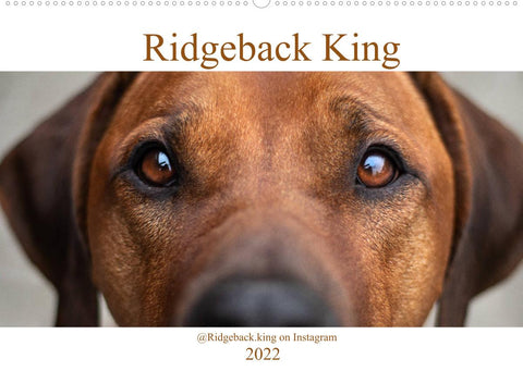 Ridgeback King (Wandkalender 2022 DIN A2 quer)