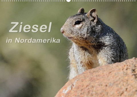 Ziesel in Nordamerika (Wandkalender 2022 DIN A2 quer)