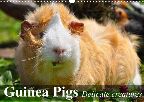 Guinea Pigs Delicate creatures (Wall Calendar 2022 DIN A3 Landscape)
