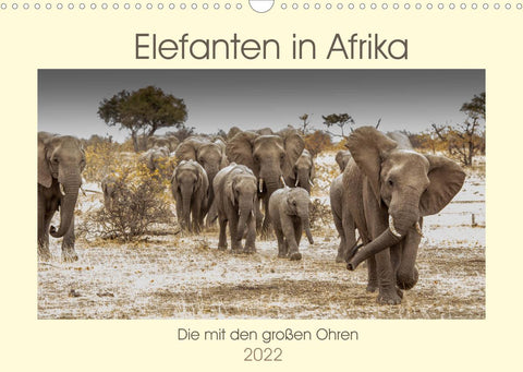 Elefanten in Afrika - Die mit den großen Ohren (Wandkalender 2022 DIN A3 quer)