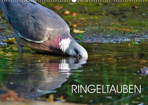 Ringeltauben (Wandkalender 2022 DIN A2 quer)