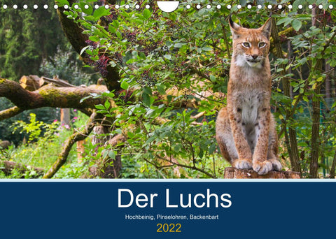 Der Luchs - Hochbeinig, Pinselohren, Backenbart (Wandkalender 2022 DIN A4 quer)