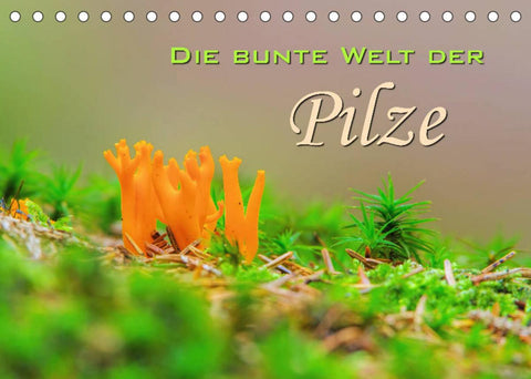 Die bunte Welt der Pilze (Tischkalender 2022 DIN A5 quer)