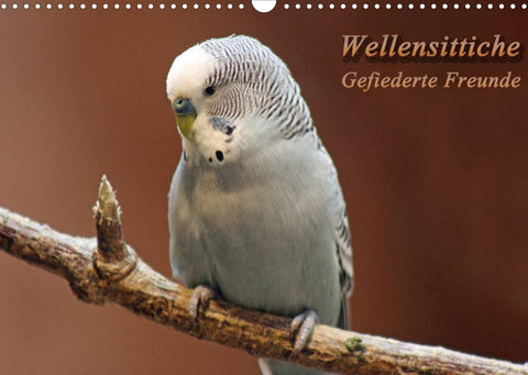 Wellensittiche - Gefiederte Freunde (Wandkalender 2022 DIN A3 quer)