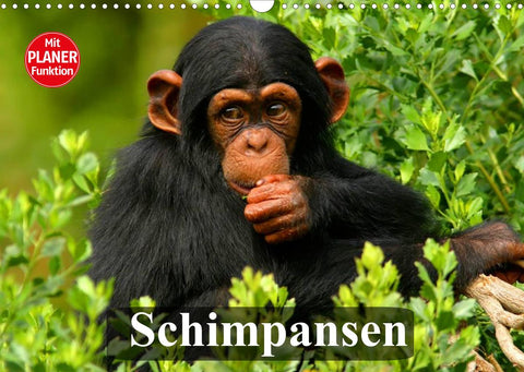 Schimpansen (Wandkalender 2022 DIN A3 quer)