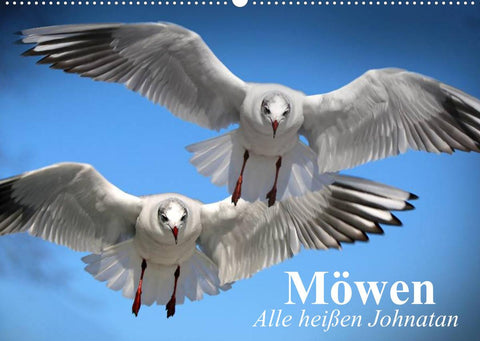 Möwen. Alle heißen Johnatan (Wandkalender 2022 DIN A2 quer)
