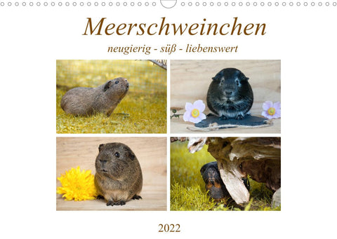 MEERSCHWEINCHEN neugierig - süß - liebenswert (Wandkalender 2022 DIN A3 quer)