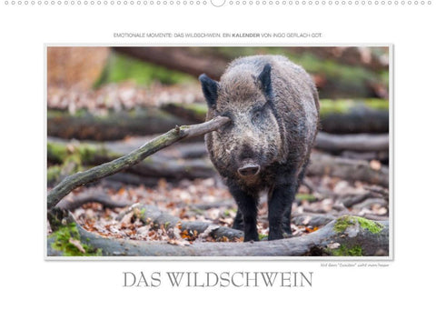 Emotionale Momente: Das Wildschwein. (Wandkalender 2022 DIN A2 quer)