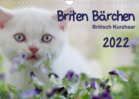 Briten Bärchen – Britsch Kurzhaar 2022 (Wandkalender 2022 DIN A4 quer)