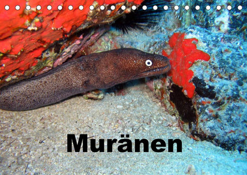 Muränen (Tischkalender 2022 DIN A5 quer)