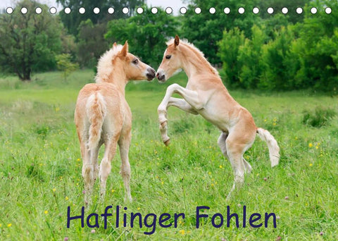 Haflinger Fohlen (Tischkalender 2022 DIN A5 quer)