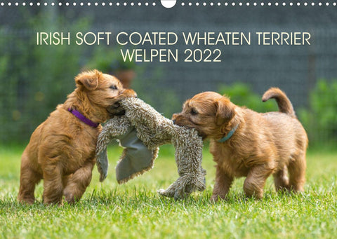 IRISH SOFT COATED WHEATEN TERRIER WELPEN 2022 (Wandkalender 2022 DIN A3 quer)