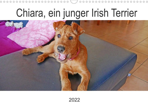 Chiara, ein junger Irish Terrier (Wandkalender 2022 DIN A3 quer)