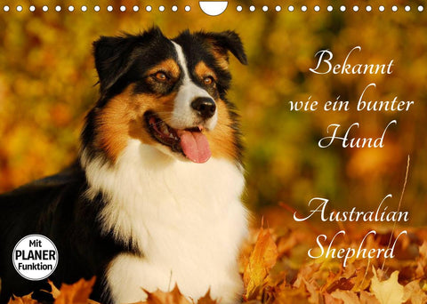 Bekannt wie ein bunter Hund. Australian Shepherd (Wandkalender 2022 DIN A4 quer)