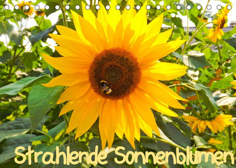 Strahlende Sonnenblumen / CH - Version (Tischkalender 2022 DIN A5 quer)
