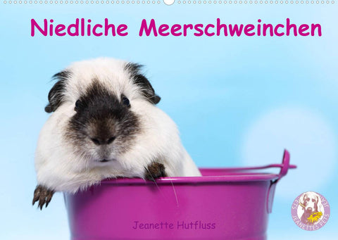 Niedliche Meerschweinchen (Wandkalender 2022 DIN A2 quer)