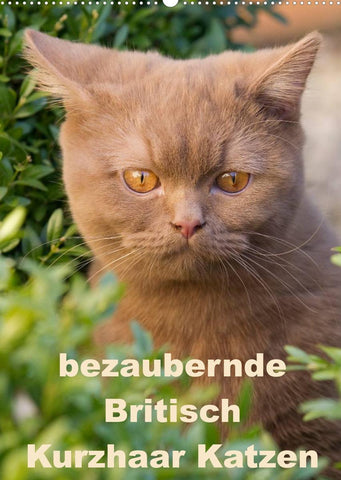 bezaubernde Britisch Kurzhaar Katzen (Wandkalender 2022 DIN A2 hoch)