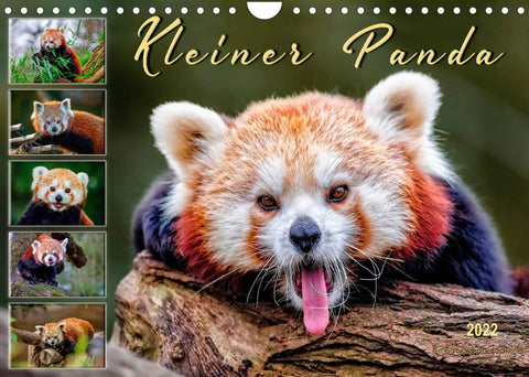Kleiner Panda (Wandkalender 2022 DIN A4 quer)