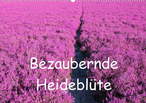 Bezaubernde Heideblüte (Wandkalender 2022 DIN A2 quer)