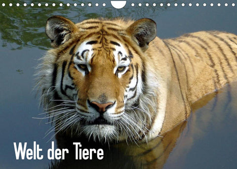 Welt der Tiere (Wandkalender 2022 DIN A4 quer)